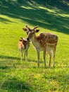 Fallow deer in a park Royalty Free Stock Photo