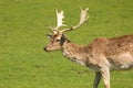 Fallow deer on pasture Royalty Free Stock Photo