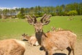 Fallow deer on pasture Royalty Free Stock Photo