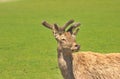 Fallow deer on pasture Royalty Free Stock Photo