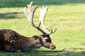 Fallow Deer Royalty Free Stock Photo