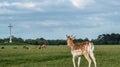 Fallow Deer at Phoenix Park, Dublin, Ireland Royalty Free Stock Photo