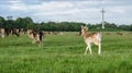 Fallow Deer at Phoenix Park, Dublin, Ireland Royalty Free Stock Photo