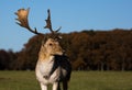 Fallow Deer in Phoenix Park Royalty Free Stock Photo