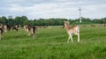 Fallow Deer in The Phoenix Park Royalty Free Stock Photo