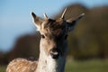 Fallow Deer in Phoenix Park Royalty Free Stock Photo