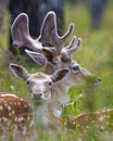 Fallow Deer Photo and Image. Deer male and female close-up head shot profile view, with a blur foreground and background in its Royalty Free Stock Photo