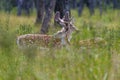 Fallow Deer Photo and Image. Deer male and female close-up side profile view, with a blur background in the forest in their Royalty Free Stock Photo