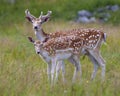 Fallow Deer Photo and Image. Deer male and female close-up profile side view, with a blur background in their environment and Royalty Free Stock Photo