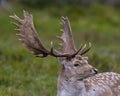 Fallow Deer Photo and Image. Male headshot close-up profile view with a blur green blackground in its environment and habitat Royalty Free Stock Photo