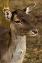 fallow deer portrait Royalty Free Stock Photo