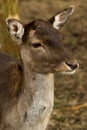 fallow deer portrait