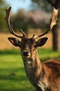 fallow deer portrait 1 Royalty Free Stock Photo