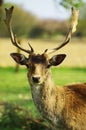 Fallow deer portrait 2 Royalty Free Stock Photo
