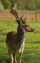 Fallow deer portrait 3 Royalty Free Stock Photo