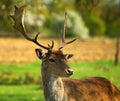Fallow deer portrait 4 Royalty Free Stock Photo