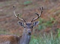 Fallow Deer