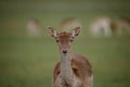 Fallow Deer stares into the lens