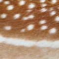 Fallow deer real pelt texture