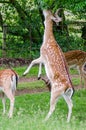 A fallow deer rears up on its hind legs Royalty Free Stock Photo