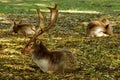 Autumn background. Fallow deer relaxing on a carpet of colored leaves Royalty Free Stock Photo