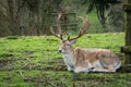 Fallow Deer at rest in park