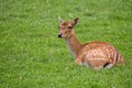 Fallow deer resting in a clearing Royalty Free Stock Photo