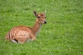 Fallow deer resting Royalty Free Stock Photo