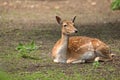 Fallow deer resting in the forest Royalty Free Stock Photo