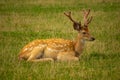 Fallow deer resting on the grass Royalty Free Stock Photo