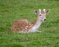 Fallow deer resting on some grass