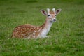 Fallow deer resting on some grass Royalty Free Stock Photo