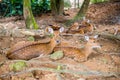 Fallow deer resting Royalty Free Stock Photo