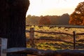 Fallow deer in Richmond Park Royalty Free Stock Photo