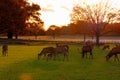 Fallow deer in Richmond Park Royalty Free Stock Photo