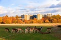 Fallow deer in Richmond Park Royalty Free Stock Photo