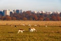 Fallow deer in Richmond Park Royalty Free Stock Photo