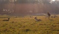 Fallow deer in Richmond Park Royalty Free Stock Photo