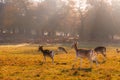 Fallow deer in Richmond Park Royalty Free Stock Photo