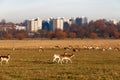 Fallow deer in Richmond Park Royalty Free Stock Photo