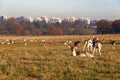 Fallow deer in Richmond Park Royalty Free Stock Photo