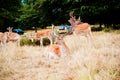 The Fallow deer in Richmond park was resting. Royalty Free Stock Photo