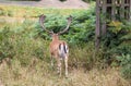 Fallow-deer in Richmonds park Royalty Free Stock Photo