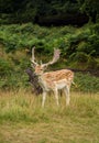 Fallow-deer in Richmonds park Royalty Free Stock Photo