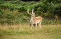 Fallow-deer in Richmonds park Royalty Free Stock Photo