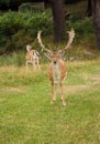 Fallow-deer in Richmonds park Royalty Free Stock Photo