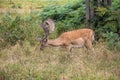 Fallow-deer in Richmonds park Royalty Free Stock Photo