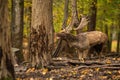 Fallow deer roaring in colorful woodland in autumn
