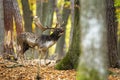 Fallow deer roaring in woodland in autumn color nature