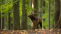 Fallow deer roaring in woodland in rutting season.